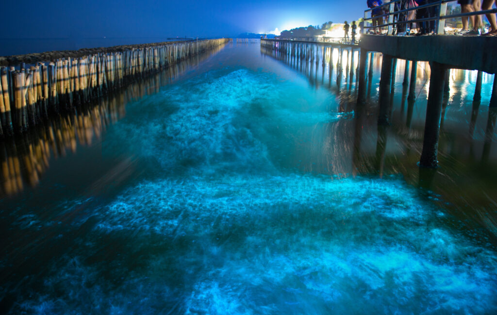 Bioluminescent water in a bay near Bangkok, Thailand