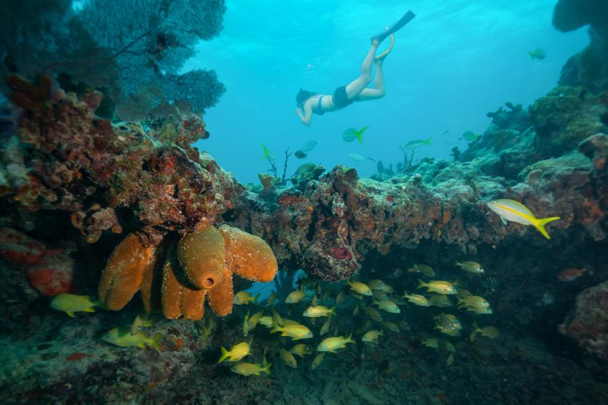 woman snorkeling in keys coral reef florida